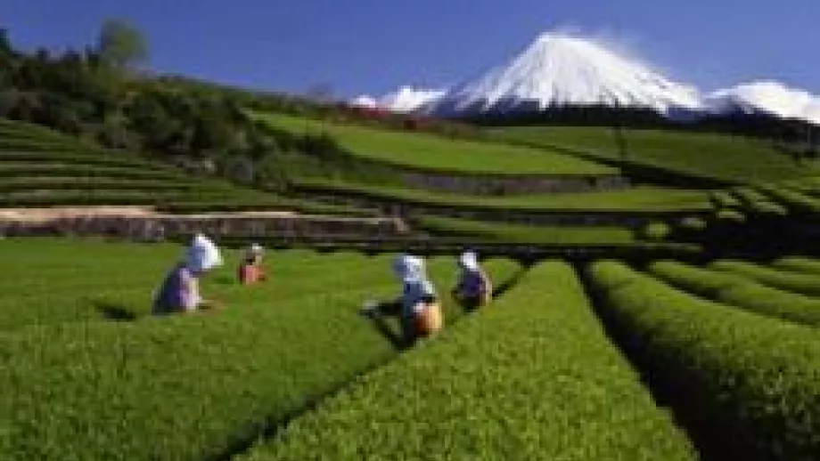 Going Green in Japan main image